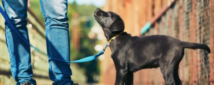 Best tips and tricks for puppy training