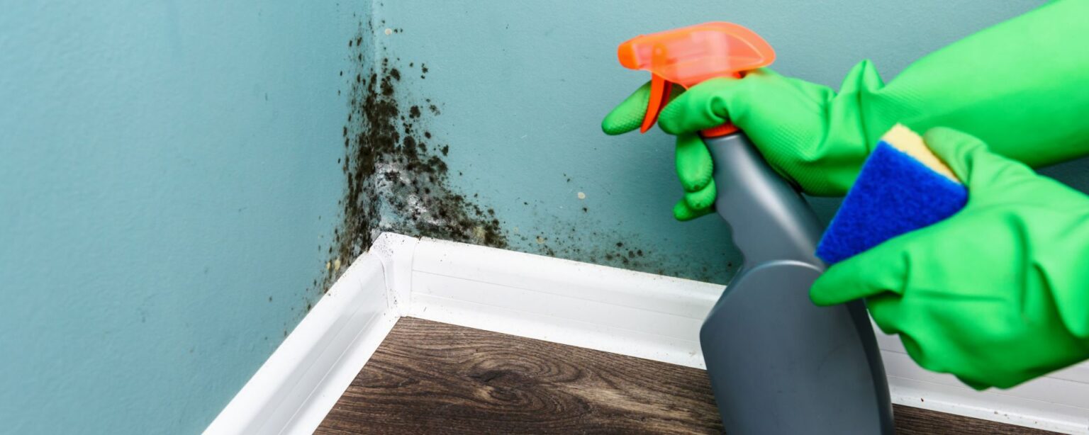 The Common Types Of Mould You Can Find In Your Home Sweepsouth