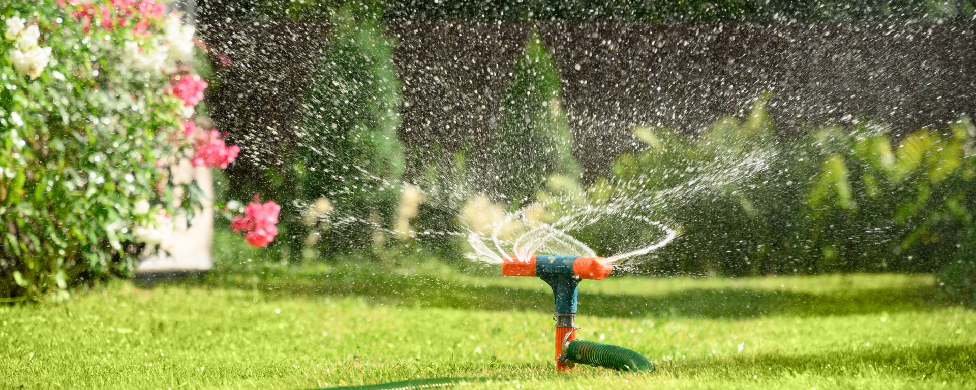 Sprinkler watering grass in garden.