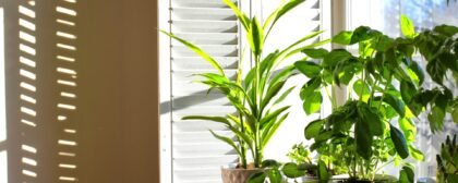 Plants in a sunny window area with shutters in the background