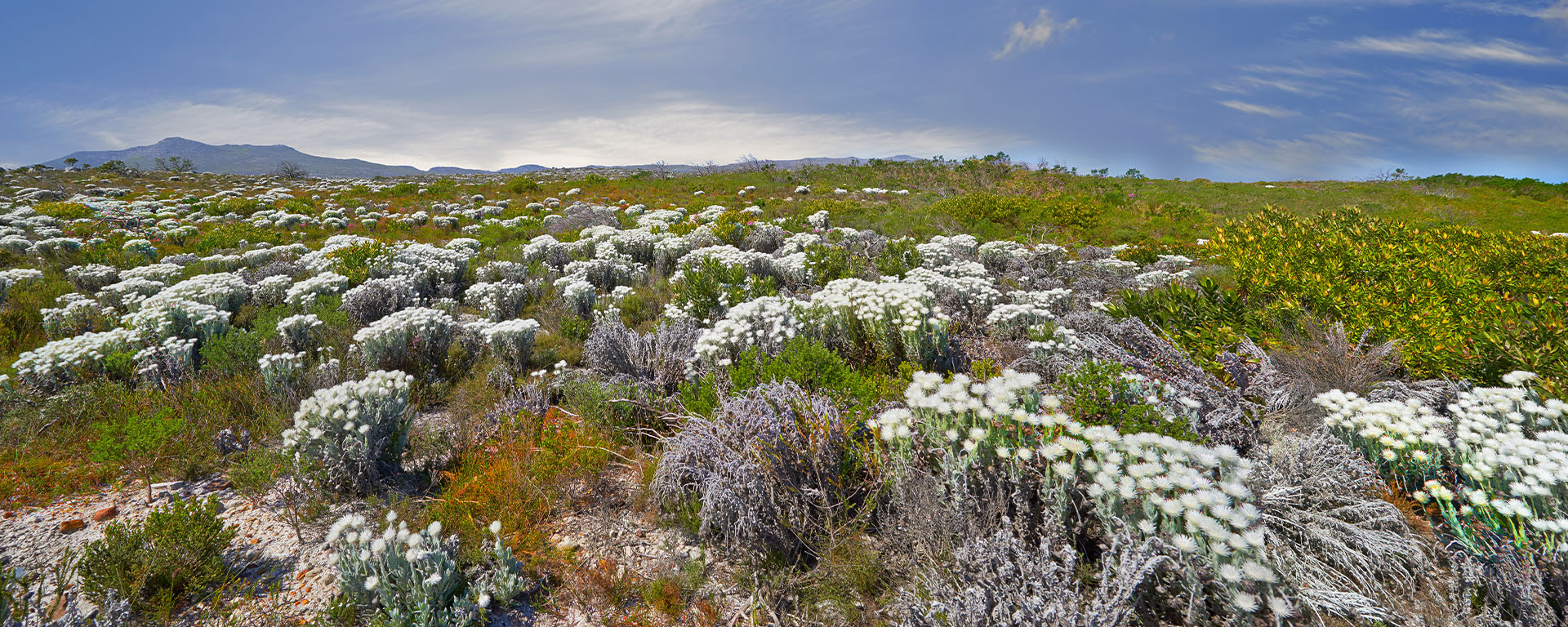 The Cape Floral Kingdom: A Summer Bloom Spectacular