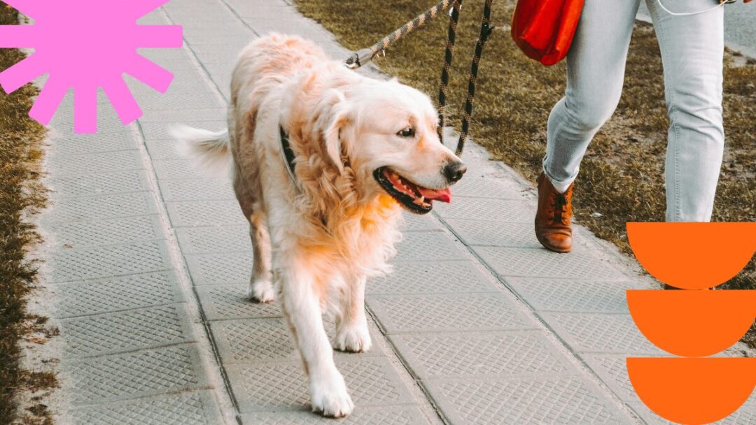 The surprising benefits of dog walking for your dog’s health