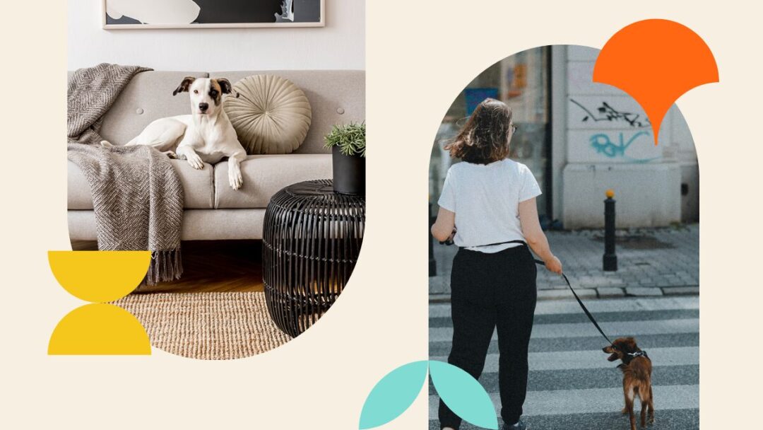 Too busy for a walk? Discover the top professional dog walker benefits