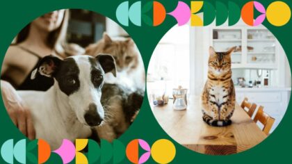 autumn cleaning for pet owners