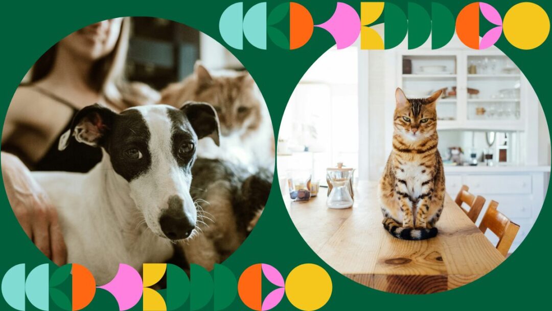 Autumn cleaning for pet owners: What to watch out for