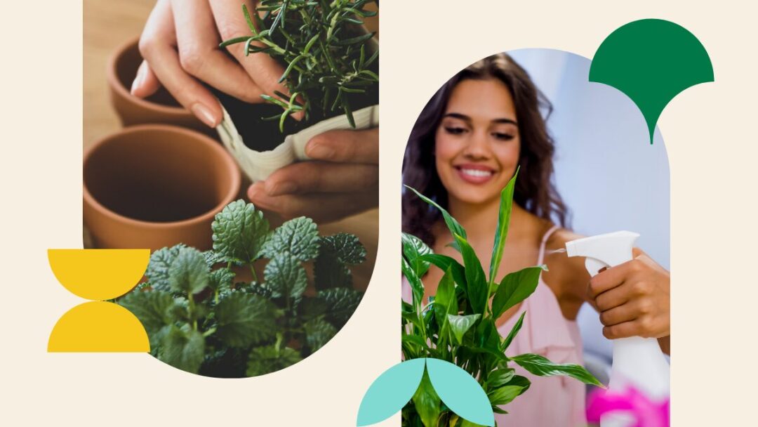 Cleaning indoor plants without damaging their leaves
