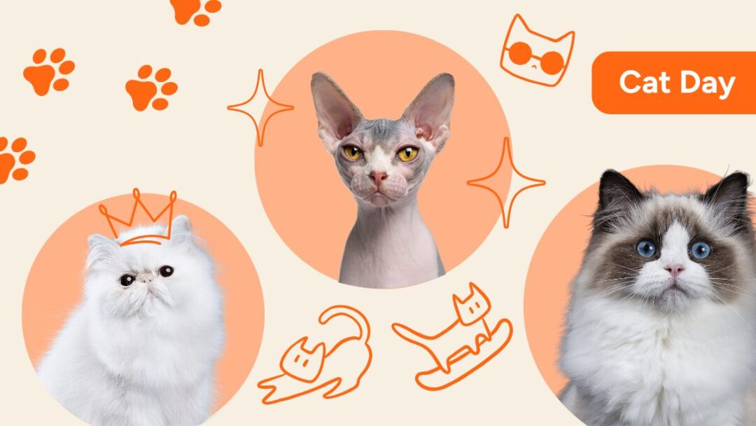 What kind of cat are you based on your cleaning habits?