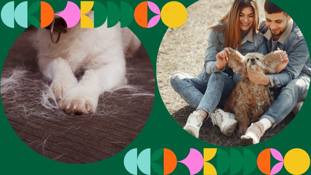 Quick pet hair cleaning tips: Fur-free floors in under 30 minutes