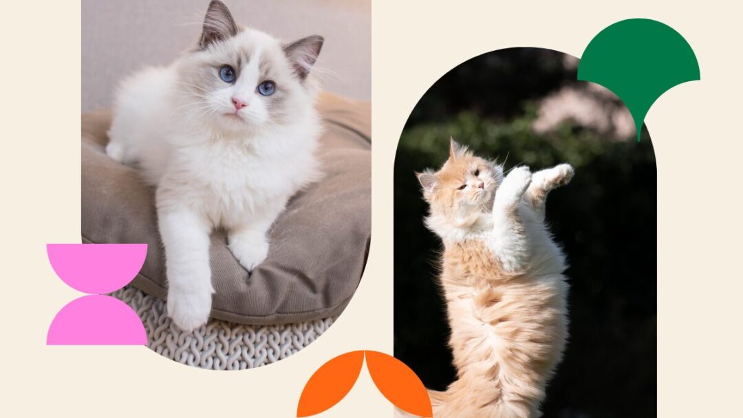 Cleaning tips for cat owners: Keep your home fresh and furry-friend friendly