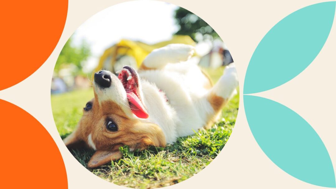 Cleaning tips for dog owners: Keep your home fresh and pet-friendly