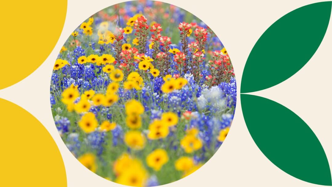 Spring in bloom: The best spots to see spring flowers in South Africa