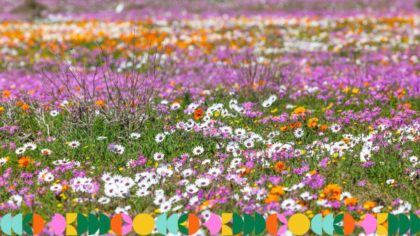 West Coast flowers